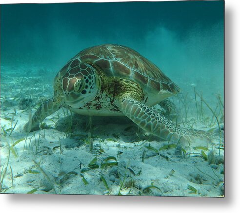 Sea Turtle Metal Print featuring the photograph Sea Turtle by Dan Podsobinski