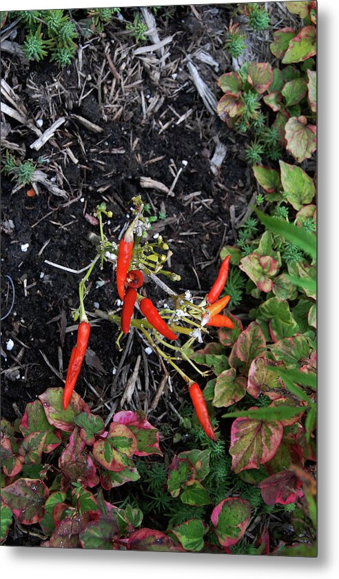 Garden Metal Print featuring the photograph Red Jalapenos by Ee Photography