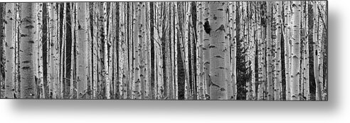 Photography Metal Print featuring the photograph Black And White Of Aspen Trees by Panoramic Images