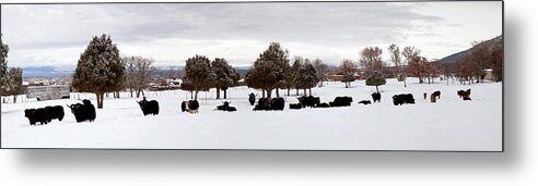 Photography Metal Print featuring the photograph Herd Of Yaks Bos Grunniens On Snow by Panoramic Images