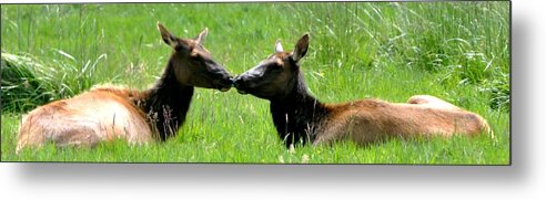 Deer Metal Print featuring the photograph Kiss Me by Phillip Garcia
