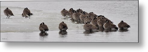 Flock Metal Print featuring the photograph Frozen Flock by Kevin Munro