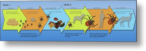 Adult Metal Print featuring the photograph Life Stages Of The Black-legged Tick by Monica Schroeder