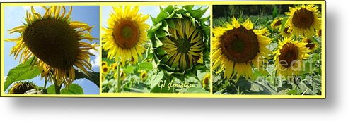 Sunflower Metal Print featuring the photograph Sunflower Triptych Wide by GJ Glorijean