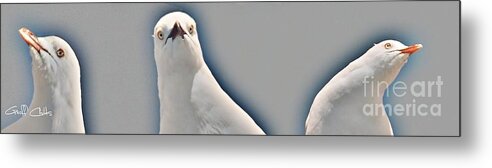 Outdoors Metal Print featuring the photograph Curious Seagull by Geoff Childs