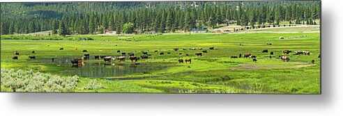 Grazing Cattle Metal Print featuring the photograph Spring Grazing by L J Oakes