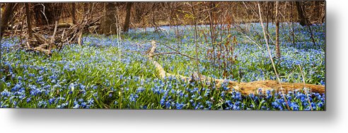 Flowers Metal Print featuring the photograph Carpet of blue flowers in spring forest 1 by Elena Elisseeva