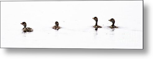 Pied-billed Grebe Metal Print featuring the photograph Pied-billed Grebe Babies by Jan Killian