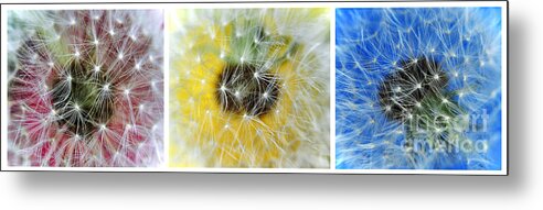 Photography Metal Print featuring the photograph Three Dandelions in a Line by Kaye Menner