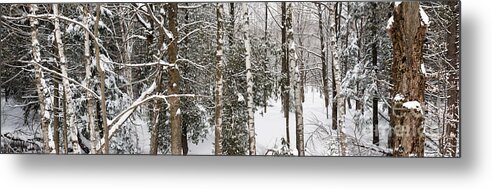Forest Metal Print featuring the photograph Winter forest landscape panorama by Elena Elisseeva