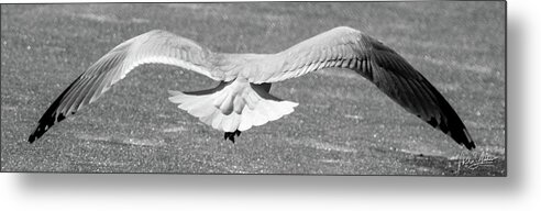 Gull Metal Print featuring the photograph Clear For Takeoff by Phil S Addis