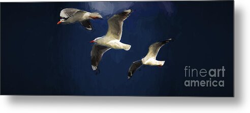 Silver Gulls In Flight Metal Print featuring the photograph Gulls up the wall by Sheila Smart Fine Art Photography
