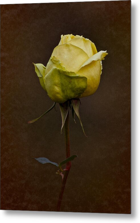 Rose Metal Print featuring the photograph Vintage Yellow Rose 2018 by Richard Cummings