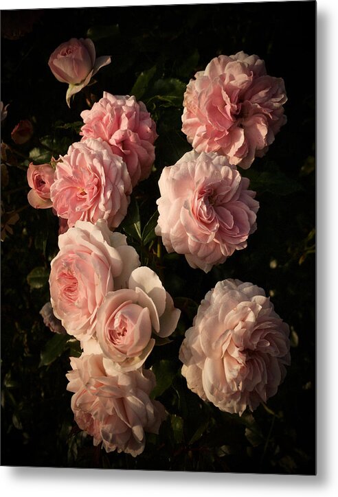 Roses Metal Print featuring the photograph Roses Aug 2017 by Richard Cummings