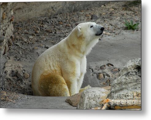 Polar Bear Metal Print featuring the photograph Polarized by Anthony Wilkening