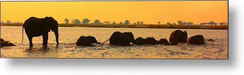 Elephants Metal Print featuring the photograph Kalahari Elephants Crossing Chobe River by Amanda Stadther