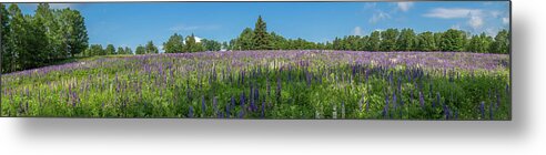 Flowers Metal Print featuring the photograph Lupine Field by Darryl Hendricks