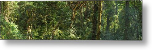 Tropical Rainforest Metal Print featuring the photograph Dense Jungle Foliage Lush Green Forest by Fotovoyager