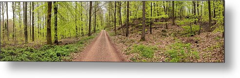 Scenics Metal Print featuring the photograph Beech Forest In Spring by Hans-peter Merten