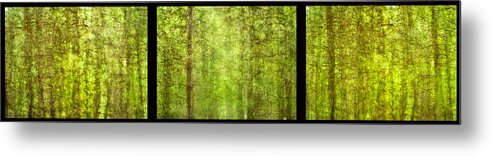 Abstracts Metal Print featuring the photograph Triptico pinares by Guido Montanes Castillo