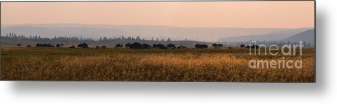 Herd Metal Print featuring the photograph Herd Of Bison Grazing Panorama by Michael Ver Sprill