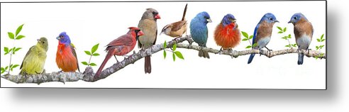 Songbirds On A Leafy Branch Metal Print featuring the photograph Songbirds on a Leafy Branch by Bonnie Barry