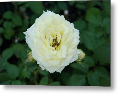 Hybrid Tea Rose Metal Print featuring the photograph Hybrid Tea Rose by Ee Photography