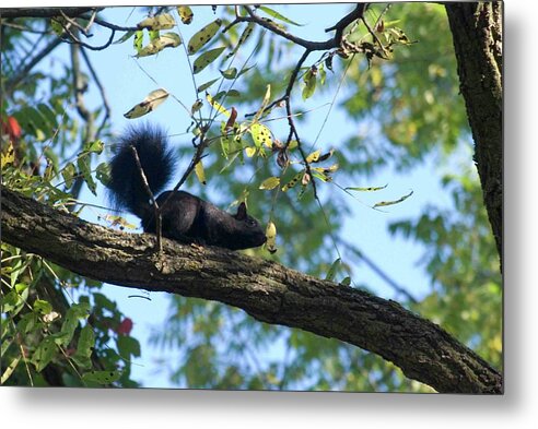 Squirrel Metal Print featuring the photograph Squirrel Adventure by Ee Photography