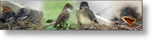 Birds Metal Print featuring the photograph Eastern Phoebe Family by Natalie Rotman Cote
