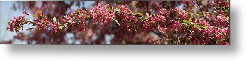 Crabapple Metal Print featuring the photograph Crabapple in spring panoramic by Michael Bessler