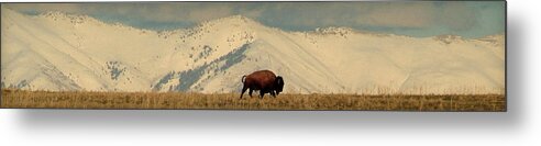 Bison Metal Print featuring the photograph Domain.. by Al Swasey