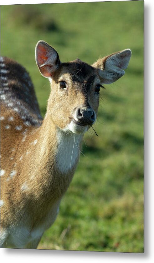 Fallow Metal Print featuring the photograph Fallow Deer by Steev Stamford