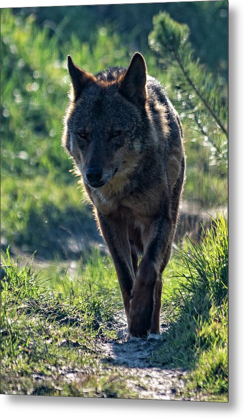 Wolf Metal Print featuring the photograph Wolf in the mist by Steev Stamford