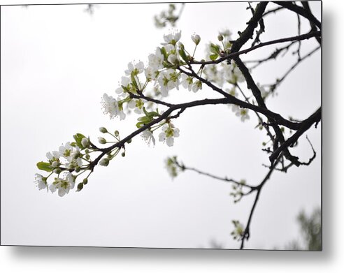  Metal Print featuring the photograph Blossoms by Kristen Kennedy