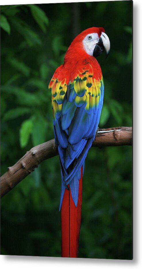 Rainforest Scarlet Macaw Macaw