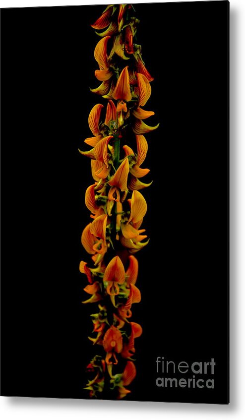 Nature Metal Print featuring the photograph Bunch Of Flowers by Michelle Meenawong