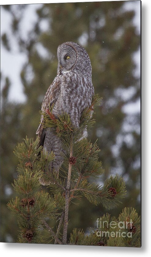 Strix Nebulosa Metal Print featuring the photograph Great Gray Owl 1 by Katie LaSalle-Lowery
