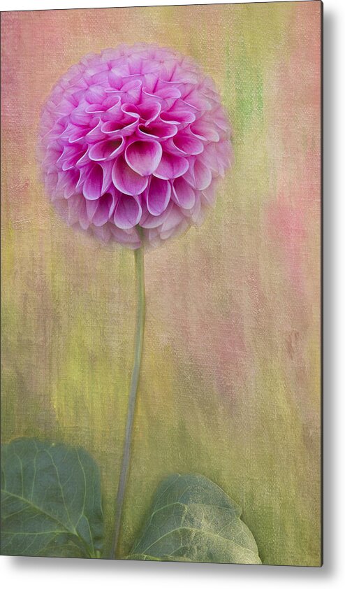 Dahlias Metal Print featuring the photograph A Dahlia a Day #1 by Marilyn Cornwell