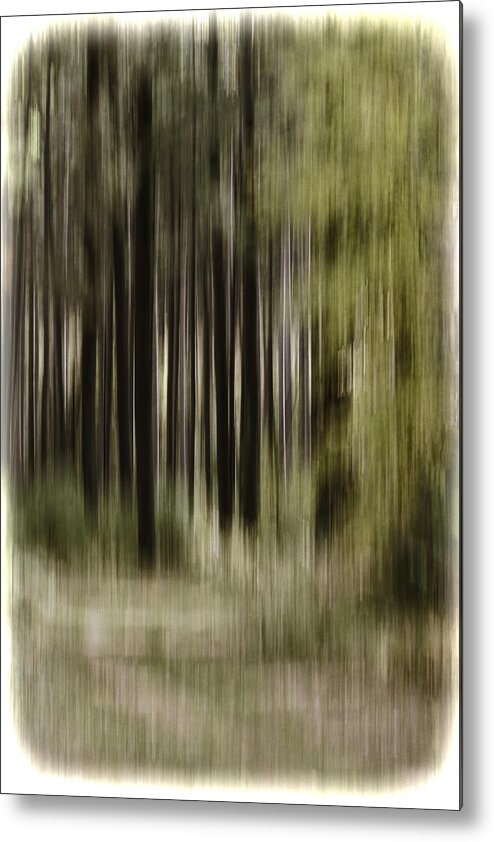  Metal Print featuring the photograph Abstract Forest by Thomas Young