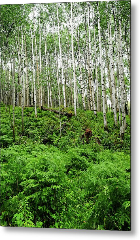 Tranquility Metal Print featuring the photograph Aspen Trees And Ferns In Mountain #1 by David Epperson