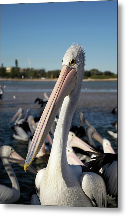 Animal Metal Print featuring the photograph Australian Pelicans (pelecanus #1 by David Wall