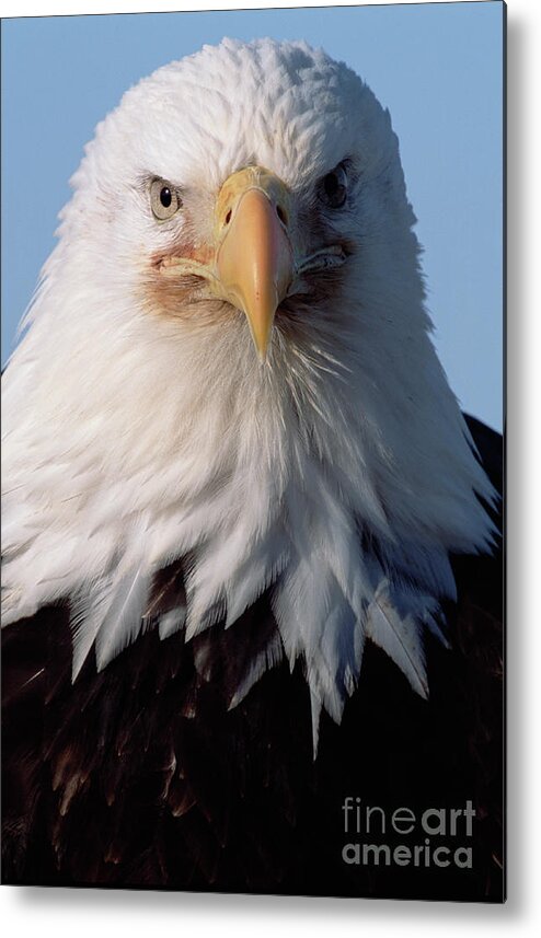 00343908 Metal Print featuring the photograph Bald Eagle Alaska by Yva Momatiuk John Eastcott
