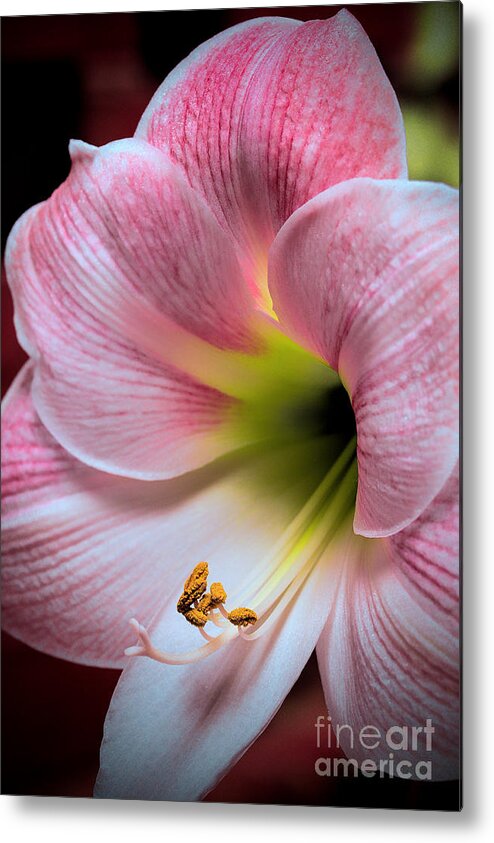 Art Prints Metal Print featuring the photograph Beautiful Bloom #1 by Dave Bosse