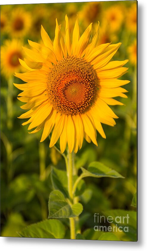 Agriculture Metal Print featuring the photograph Beautiful sunflower #1 by Tosporn Preede