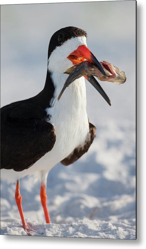 Beach Metal Print featuring the photograph Black Skimmer With Food, Rynchops #1 by Maresa Pryor