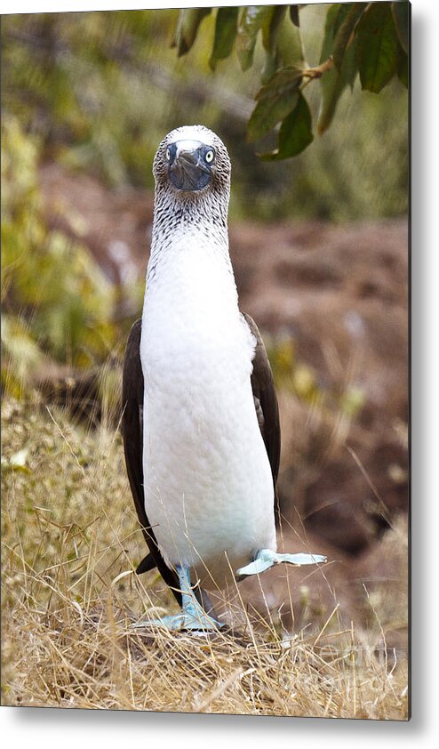 Blue-footed Boobie Metal Print featuring the photograph Blue Footed Boobie Dancing Galapagos #1 by Jason O Watson