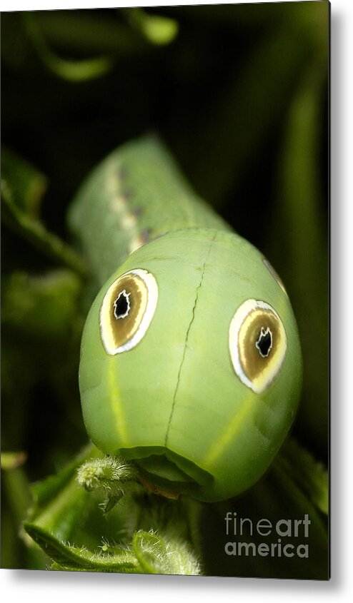 Hawkmoth Metal Print featuring the photograph Caterpillar Of Hawkmoth Xylophanes Tersa #1 by Gregory G. Dimijian