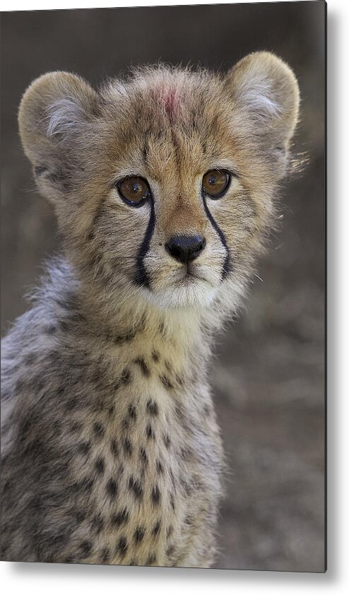 Feb0514 Metal Print featuring the photograph Cheetah Cub Portrait #1 by San Diego Zoo