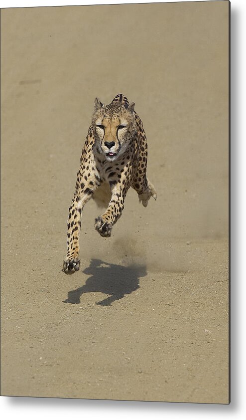 Feb0514 Metal Print featuring the photograph Cheetah Running #1 by San Diego Zoo