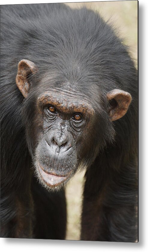 Hiroya Minakuchi Metal Print featuring the photograph Chimpanzee Portrait Ol Pejeta by Hiroya Minakuchi